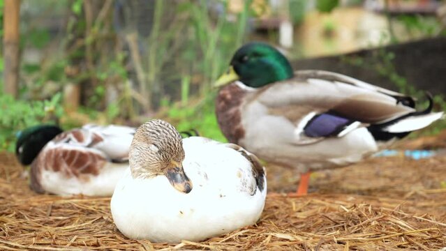 snowy color female call duck a pet in the backyard sleeping on the wet straw in the rainy season.