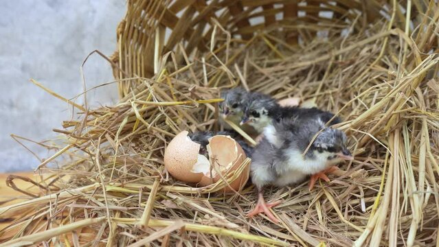 Newly born australorp chick that have just hatched from eggs with eggshells in the straw nest.