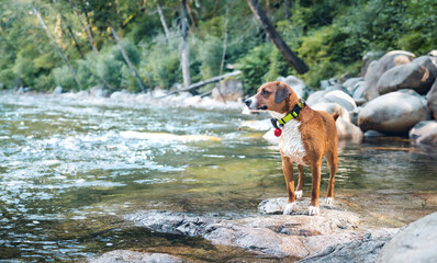 Happy dog by the river looking at something. Wet dog standing on rocks after swimming with hyper...