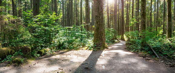 BC hiking trail in rainforest. Backlit summer forest panorama footpath for hiking or biking. Many hemlock trees in coniferous forest of North Vancouver, Lynn Canyon, Canada. Selective focus.