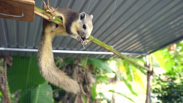 White bellied gray Finlayson's squirrel or Variable squirrel (C. f. floweri) eating mulberry fruit in the backyard.