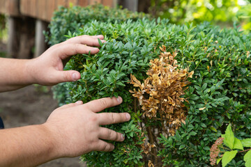Hands of a gardener, who is removing dry yellow branches of boxwood bushes. The twigs and leaves of boxwood turn yellow because of the pest. - obrazy, fototapety, plakaty