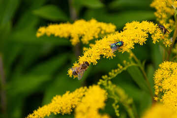 Close-up of a honey bee and a gold fly