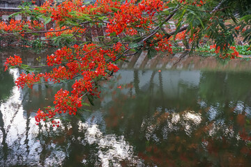 Flamboyant tree with its orange flowers, Delonix regia, also called royal poinciana, or peacock tree, water background