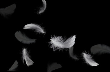 Abstract White Bird Feathers Falling in The Air. Feathers Floating on Black Background.
