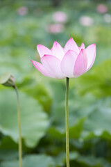 I found a bright pink lotus flower in full bloom in a pond. Nelumbo nucifera