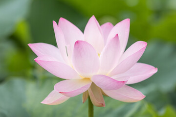 I found a bright pink lotus flower in full bloom in a pond. Nelumbo nucifera