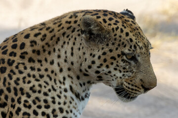 Naklejka premium Freigestellter Kopf eines Leoparden im Moremi Nationalpark