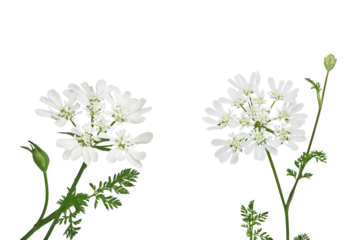 オルラヤ　4月撮影