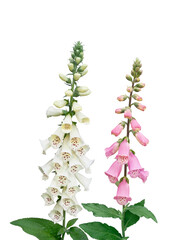 ジギタリス　5月撮影