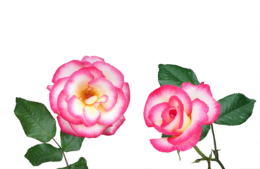 バラ（ハンデル）5月撮影