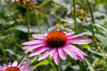 Fototapeta premium Beautiful blooming flower of Echinacea purpurea closeup. Macro photography of a flower. Floral background for design. Flowering medicinal herbs close-up. nature concept.