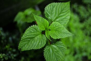 Green plant leaves background, top view.Nature spring concept,green leaf topical plants some with flowers for background use. Close-up of green plant leaf
