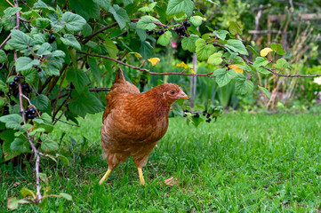 Hen walking on green grass looking from berries from bushes