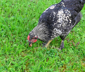young rooster walking on grass and eating insects