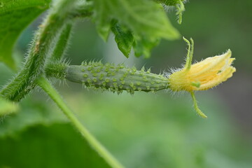 young green cucumber close-up on a branch in the garden, cucumber flower close-up, green gherkin on a branch in the vegetable garden close-up, green vegetable garden sustainable development