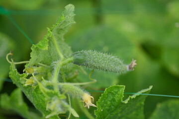 young green cucumber close-up on a branch in the garden, cucumber flower close-up, green gherkin on a branch in the vegetable garden close-up, green vegetable garden sustainable development