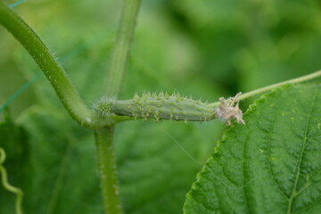 young green cucumber close-up on a branch in the garden, cucumber flower close-up, green gherkin on a branch in the vegetable garden close-up, green vegetable garden sustainable development