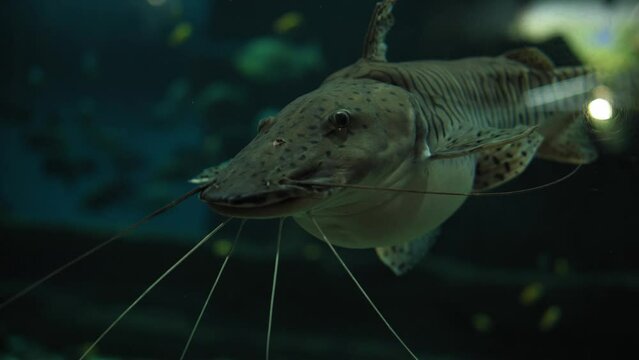 Close-up of a large catfish with large whiskers swimming in an aquarium. Underwater world in the aquarium.
