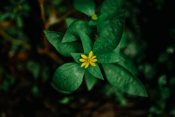 Fototapeta premium Close-up of green plant leaf with yellow flower 