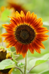 Sunflowers can be seen in the summer