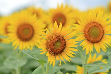 Sunflowers can be seen in the summer