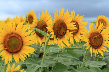 Sunflowers can be seen in the summer