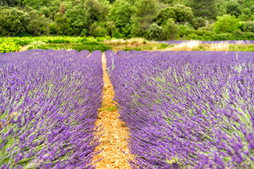 Fototapeta premium field with lavender in southern France