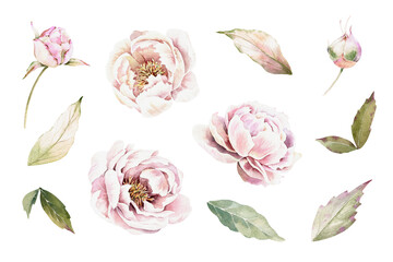Watercolor set of pink peonies, buds, green leaves. Hand drawn illustration isolated on white background. Wedding, birthday, greeting card design