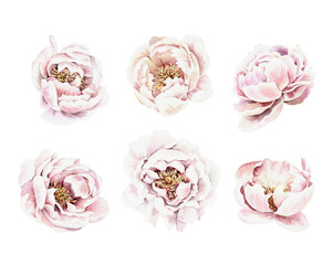 Watercolor set of pink peonies. Hand drawn illustration isolated on white background. Wedding, birthday, greeting card design.