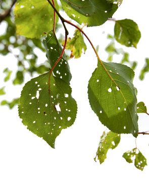 Apricot tree affected by clasterosporium disease. Perforation on the leaves. Isolated on a white background.