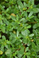 top photo of portulaca leaves as background, green portulaca leaves as background