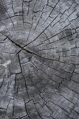 Fototapeta premium gray wood background, cracked timber texture, gray textured wooden material, brown wooden substance, Old wood texture, gray wood texture