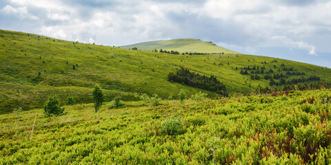 Fototapeta na wymiar mountain landscape with grassy meadow. nature scenery in summer