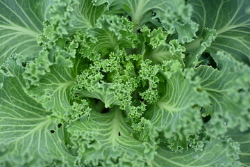 cabbage leaves as a background, symmetrical photo of green leaves of decorative cabbage, green...