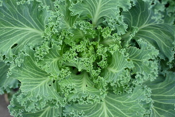 cabbage leaves as a background, symmetrical photo of green leaves of decorative cabbage, green leaves of a head of cabbage (Brassica oleracea var. acephala), purple cruciferous family	

