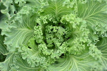 cabbage leaves as a background, symmetrical photo of green leaves of decorative cabbage, green leaves of a head of cabbage (Brassica oleracea var. acephala), purple cruciferous family	

