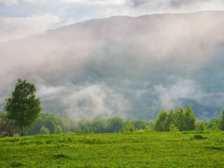 rural landscape with forested hills. grassy fields and meadows. trees on the hill. mysterious foggy morning