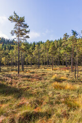 Obraz premium Bog with a pine forest a sunny autumn day