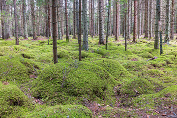 Spruce forest with rolling moss hills