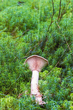Mushroom lying down in green common haircap moss
