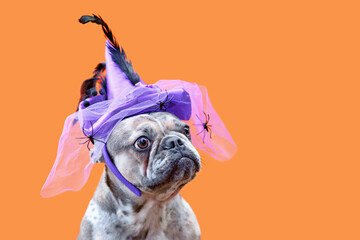 French Bulldog dog with Halloween costume witch hat on orange background