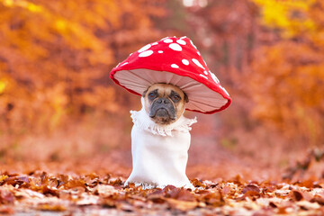 Funny French Bulldog dog in unique fly agaric mushroom costume standing in orange autumn forest