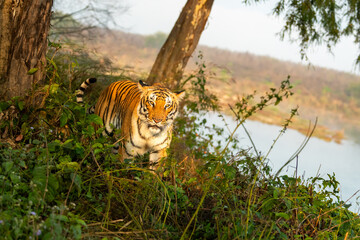 wild indian female bengal tiger panthera tigris in morning territory stroll head on staring with...