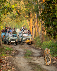 wild female tiger or panthera tigris a showstopper on morning stroll in her territory and blurred...