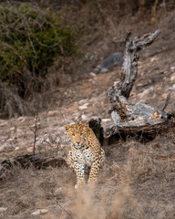 indian wild male leopard or panther or panthera pardus fusca closeup with eye contact and looking into camera and dead tree trunk in background in dry hot summer season in reserve forest safari india