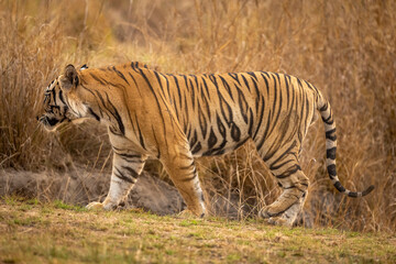Fototapeta na wymiar wild large and huge indian male bengal tiger or panthera tigris side profile or closeup view to identify match stripes pattern of individual tiger at national park forest reserve of central india asia