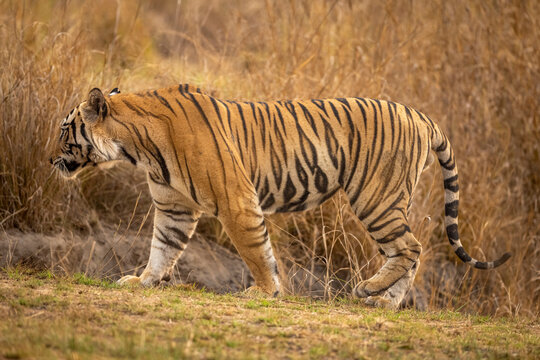 wild large and huge indian male bengal tiger or panthera tigris side profile or closeup view to identify match stripes pattern of individual tiger at national park forest reserve of central india asia