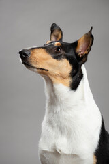 Naklejka na ściany i meble young tricolor smooth collie dog sitting head portrait in the studio on a grey background
