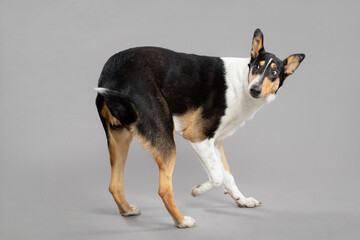 young tricolor smooth collie dog spinning trick portrait in the studio on a grey background